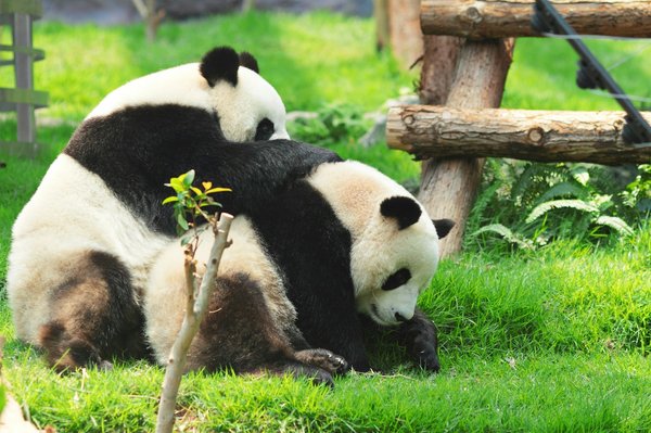 Où observer les pandas géants en liberté en Chine : parcs et périodes idéales ?